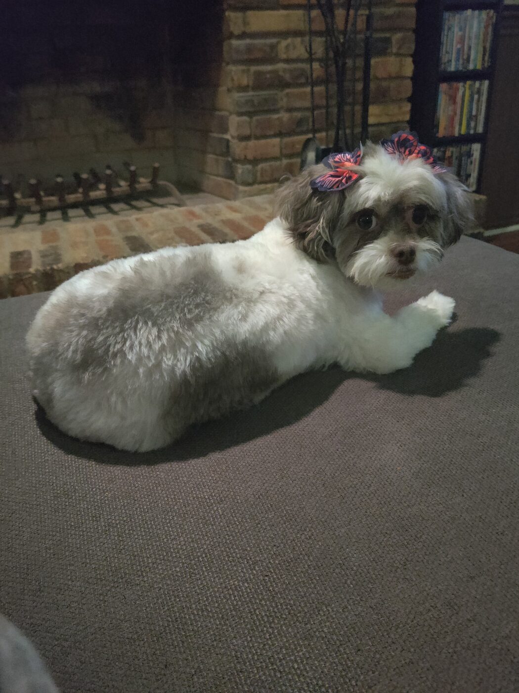 Shih tzu with pink bows resting on the carpet