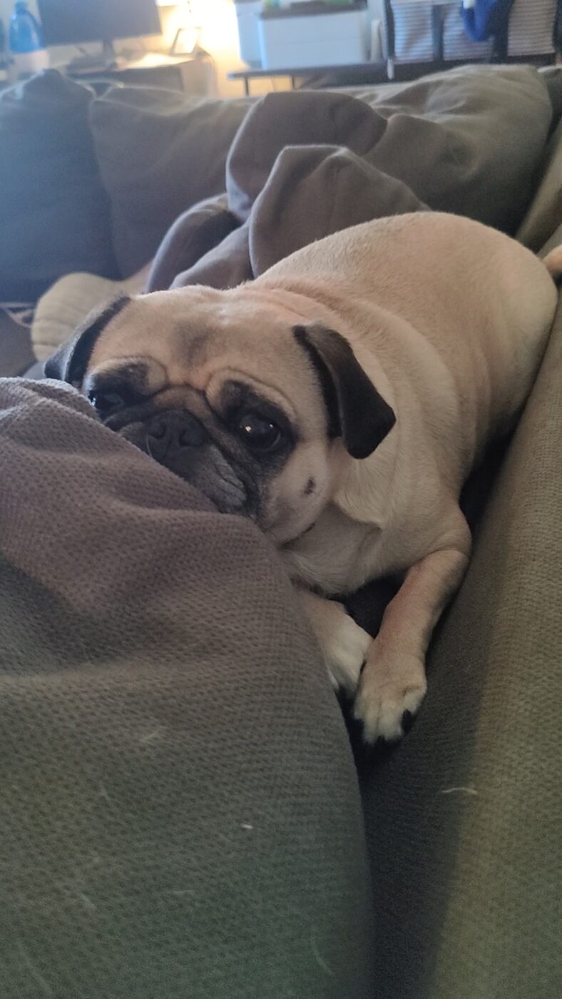 Pug relaxing on the couch