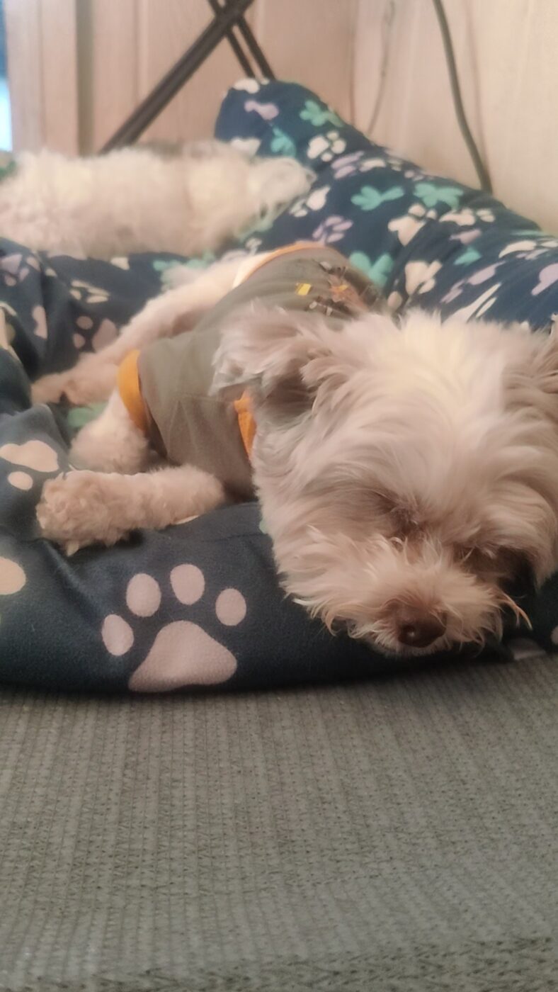 Small dog napping on a paw-print bed