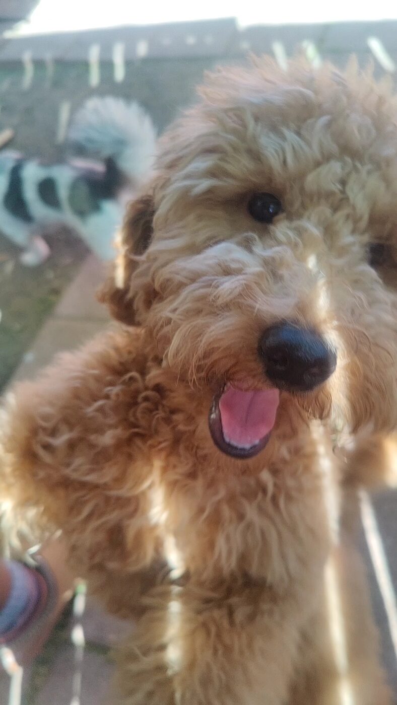 Fluffy apricot doodle smiling at the camera