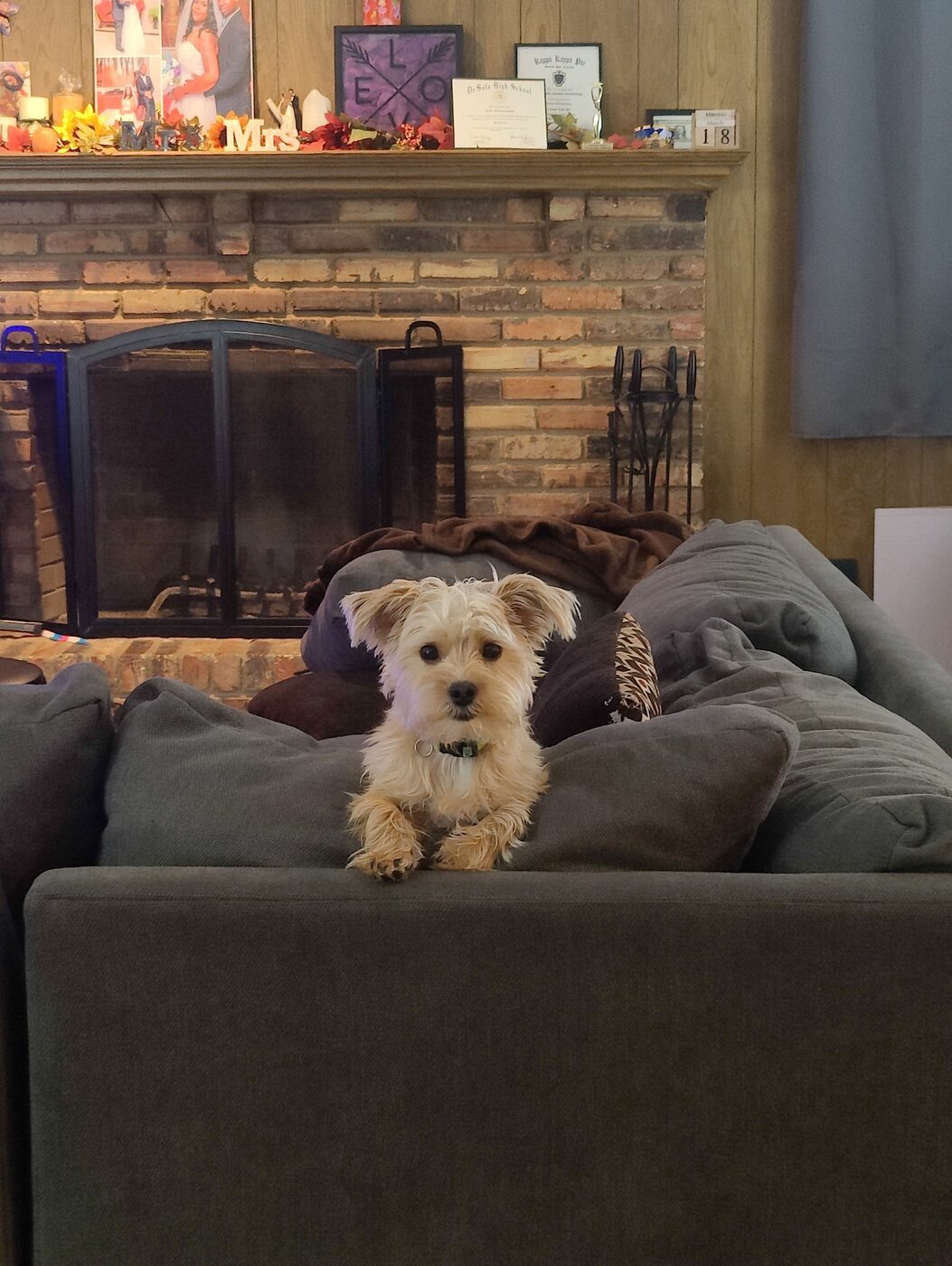 Yorkie sitting on the living room sofa