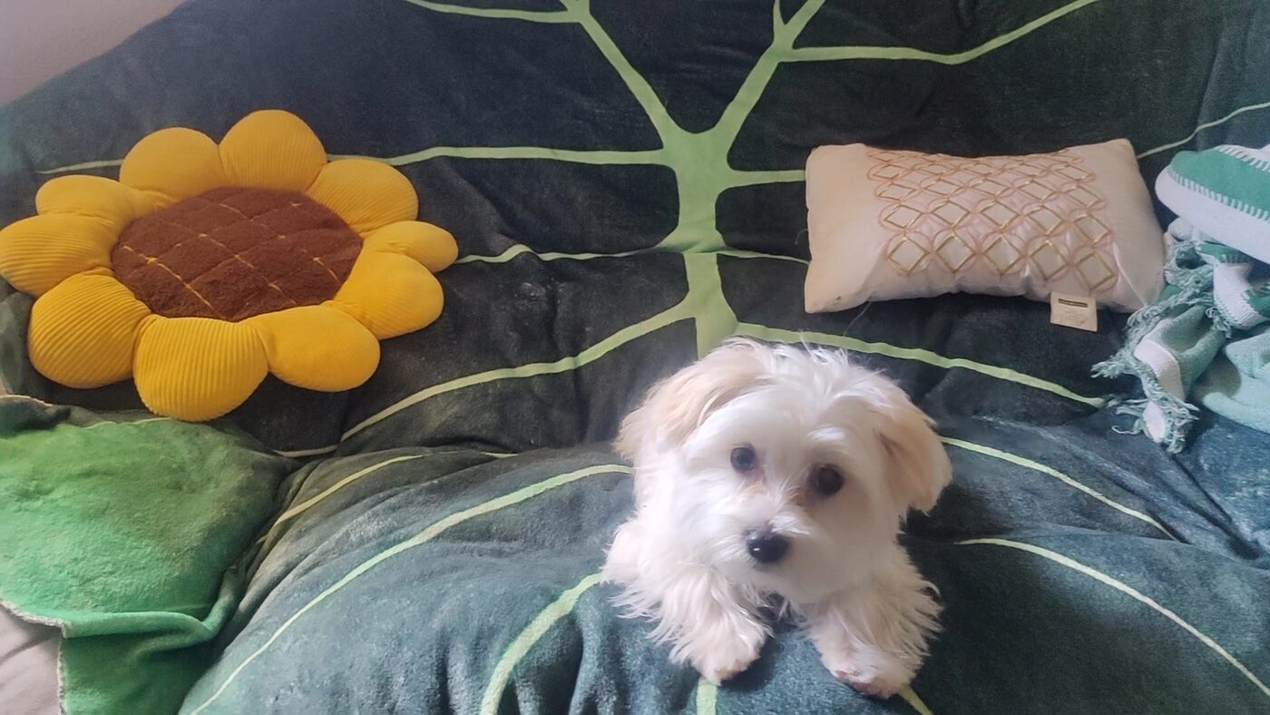 Small white dog on a cozy blanket with a sunflower pillow