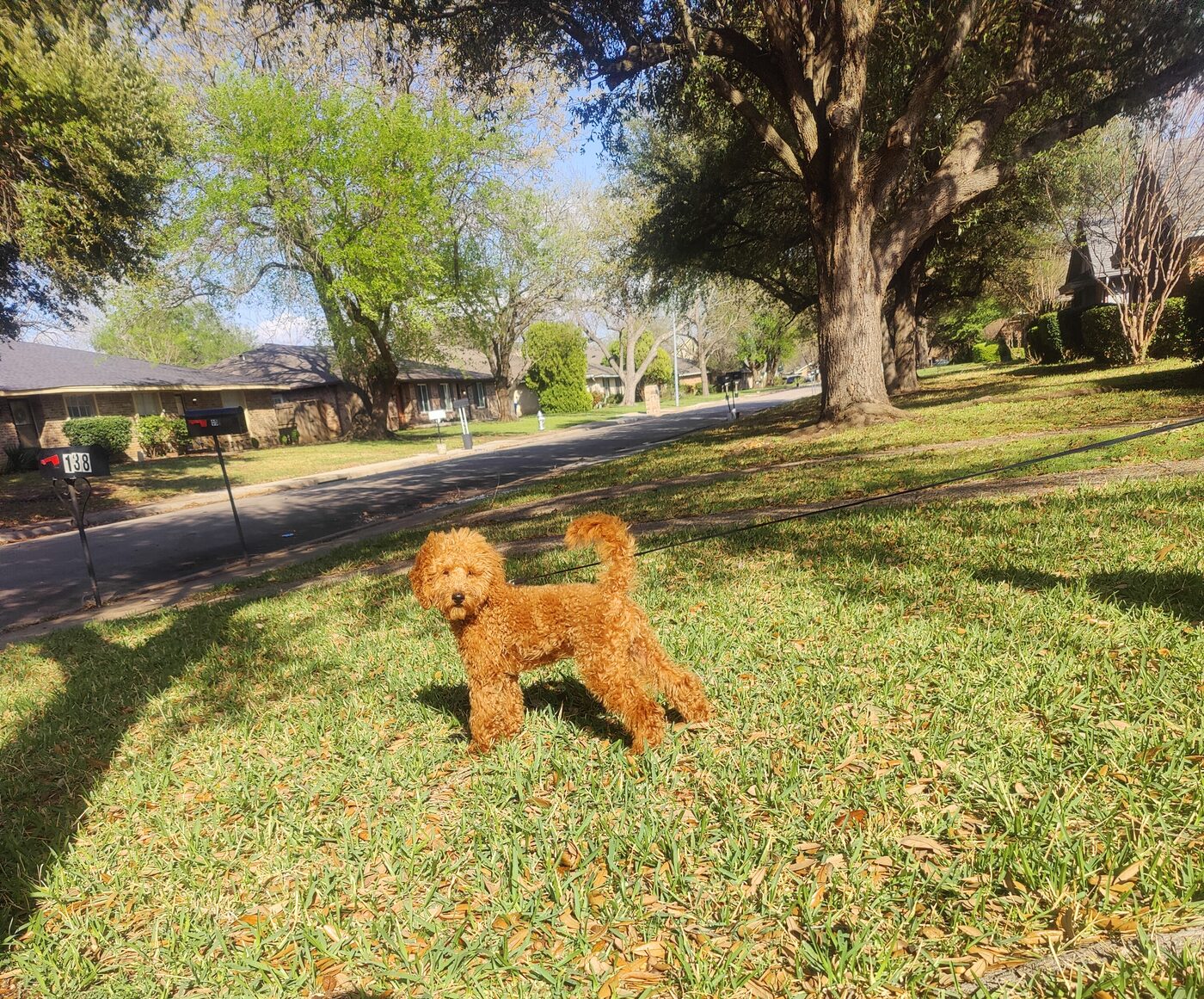 Red toy poodle standing in a green yard