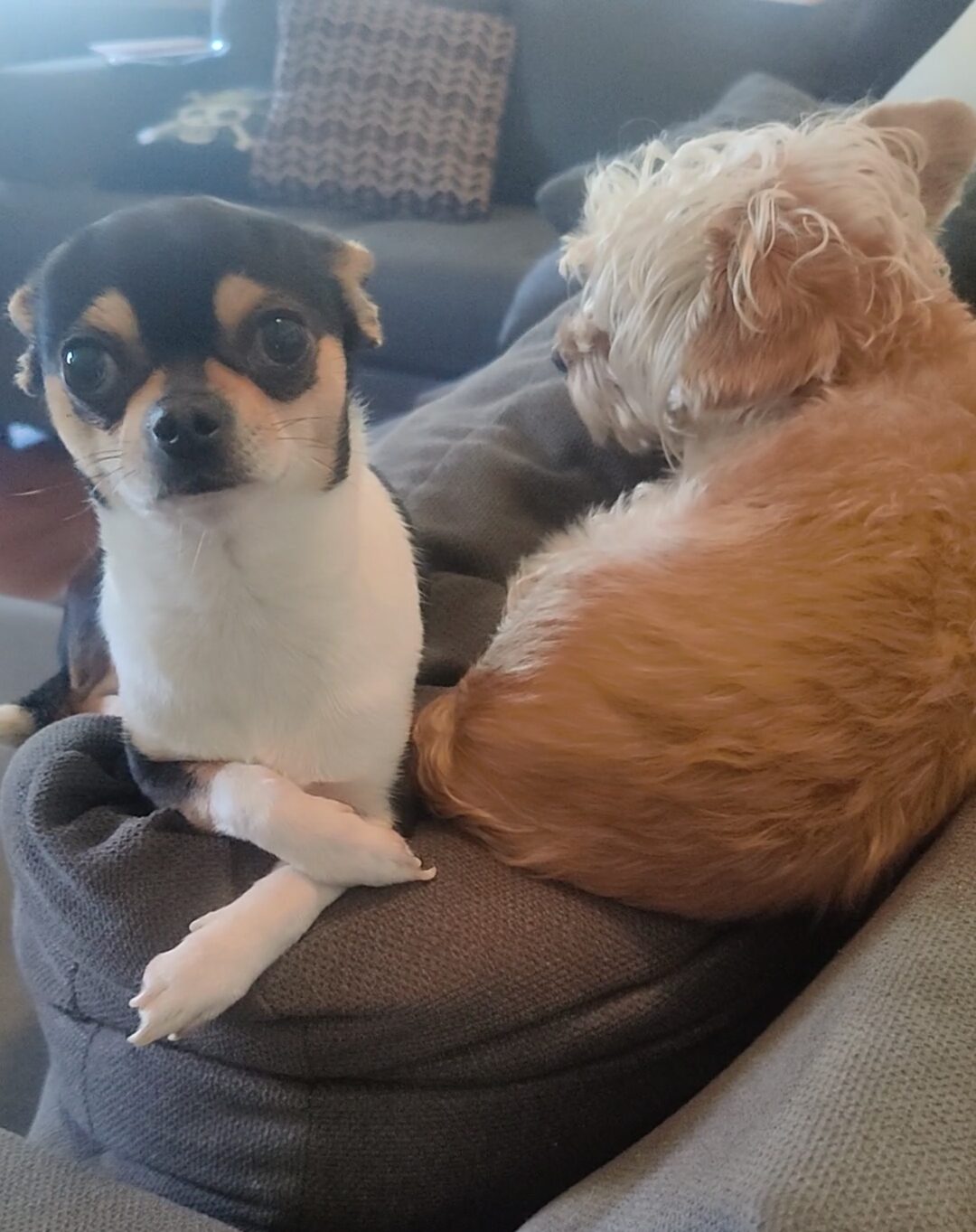 Chihuahua and a fluffy dog sharing the couch