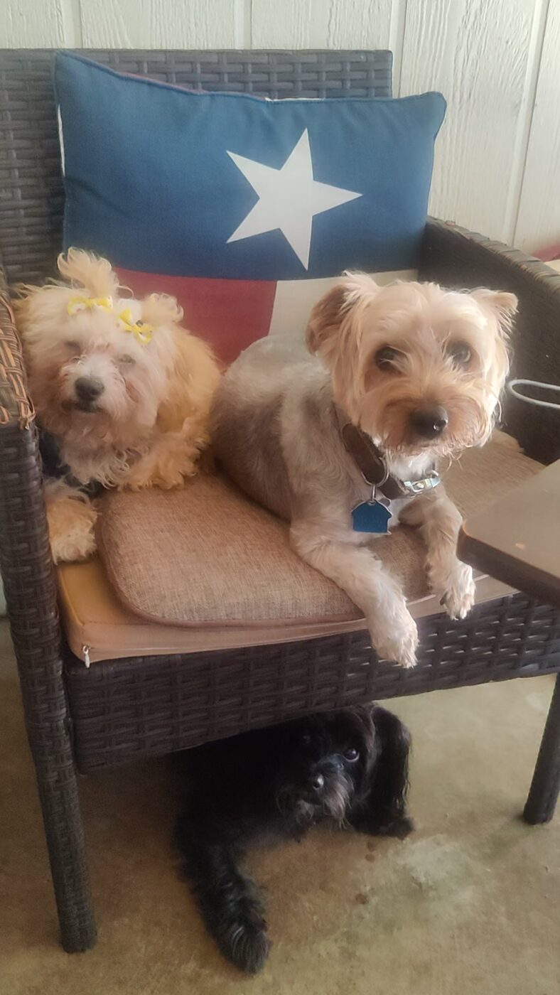 Two yorkies sitting together on a patio chair